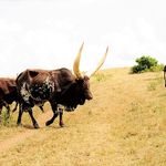 Ugandan Long Horn cattle